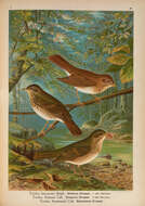 Image of Veery