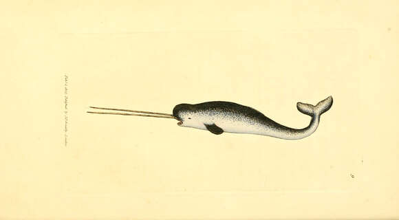 Image of narwhal