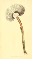 Sivun Sabella spallanzanii (Gmelin 1791) kuva