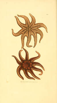 Image de Solaster endeca (Linnaeus 1771)