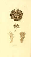Image of Flustra avicularis