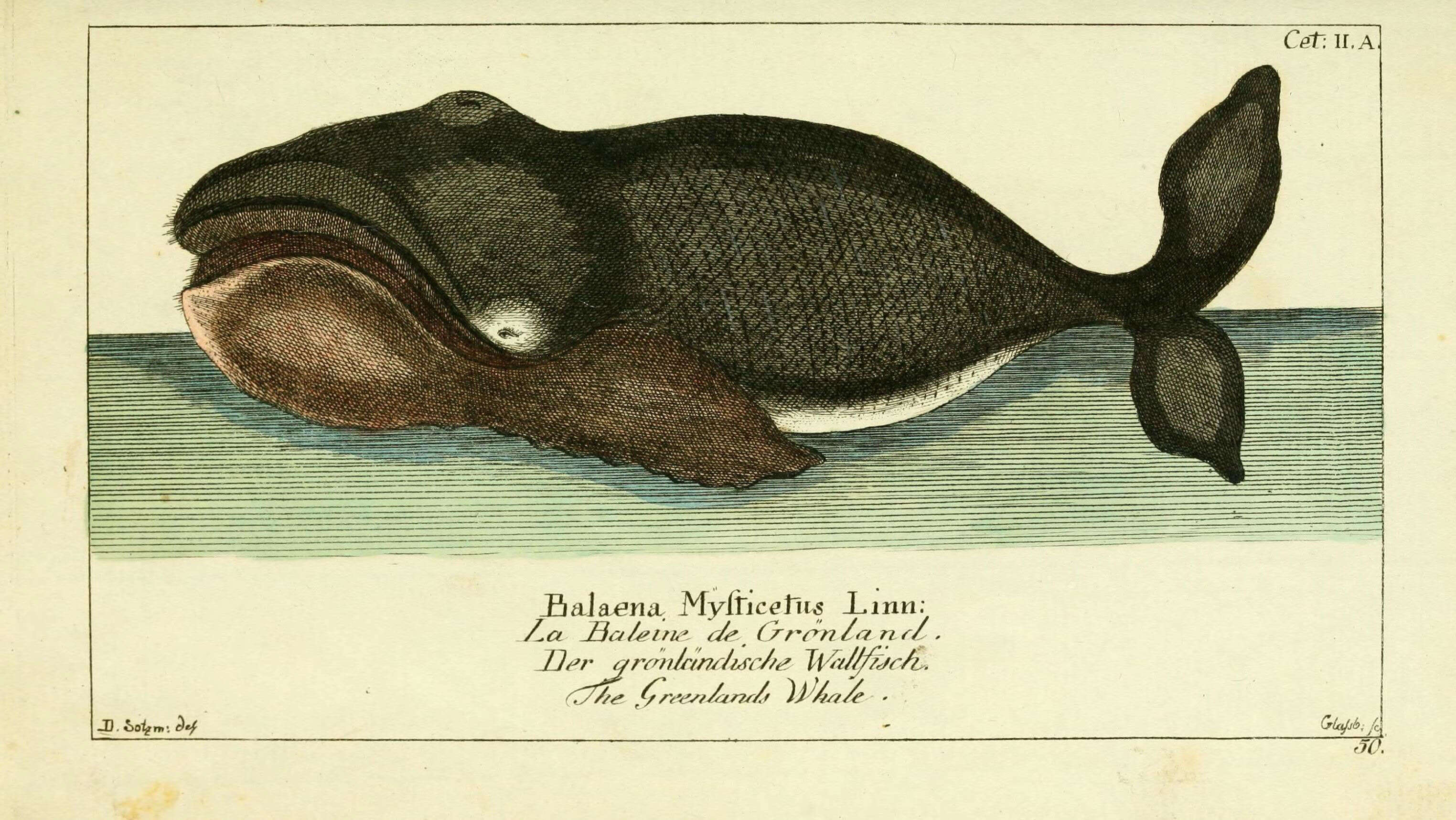 Image of Balaena Linnaeus 1758