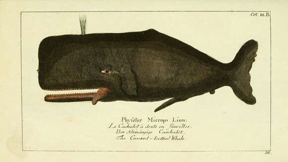 Image of Physeter Linnaeus 1758