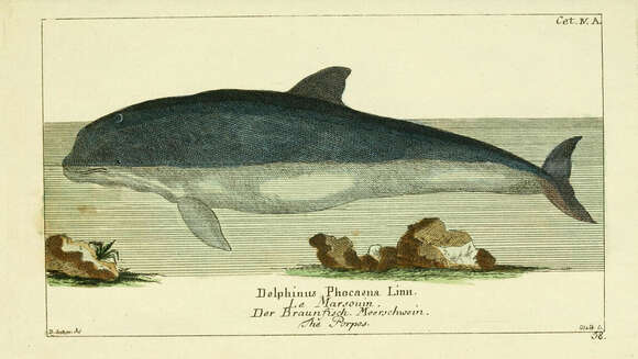 Image of Common porpoises