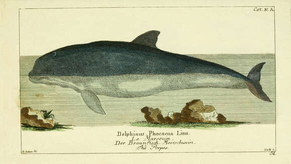 Plancia ëd Phocoena G. Cuvier 1816