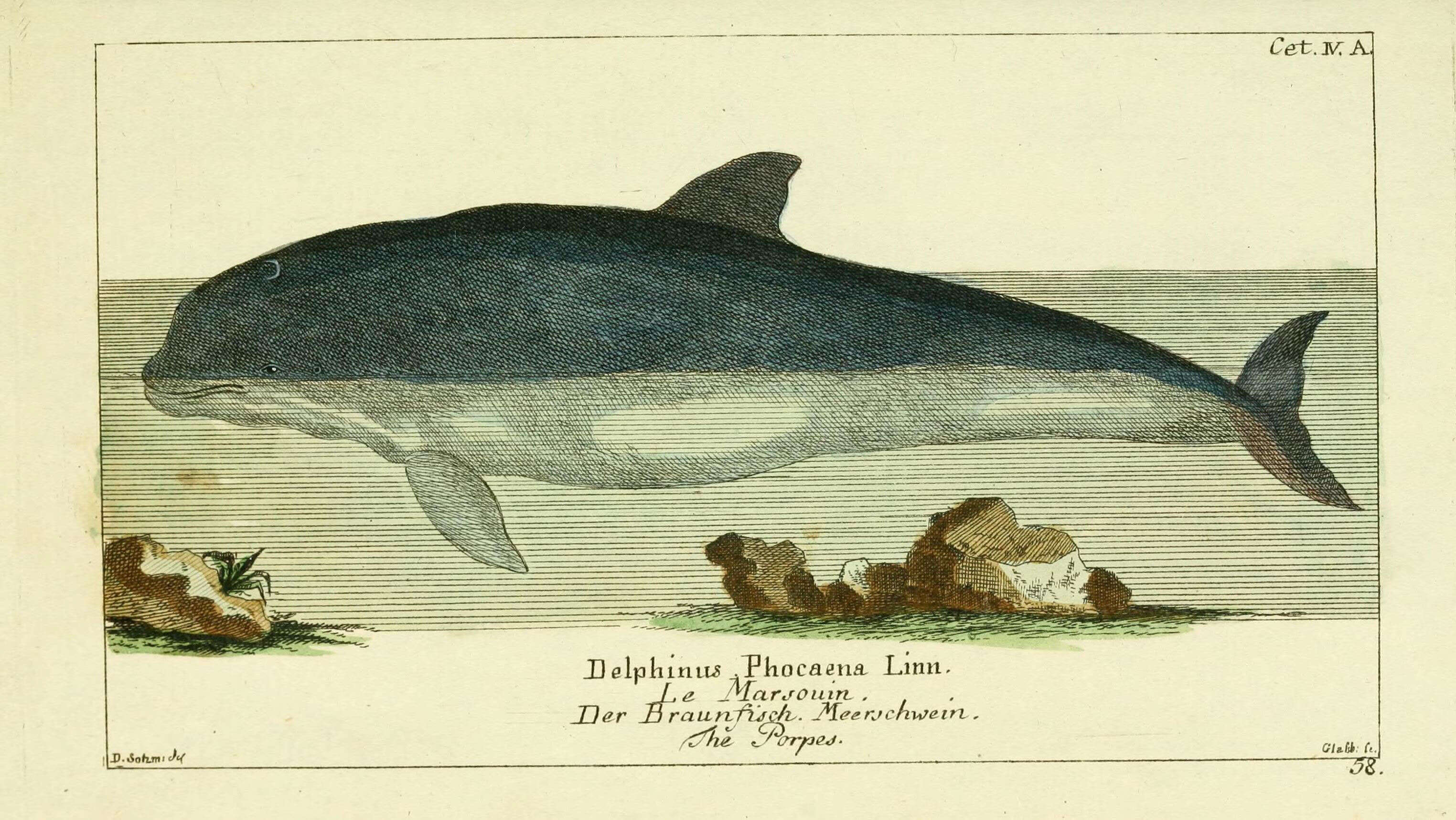 Image de Phocoena G. Cuvier 1816