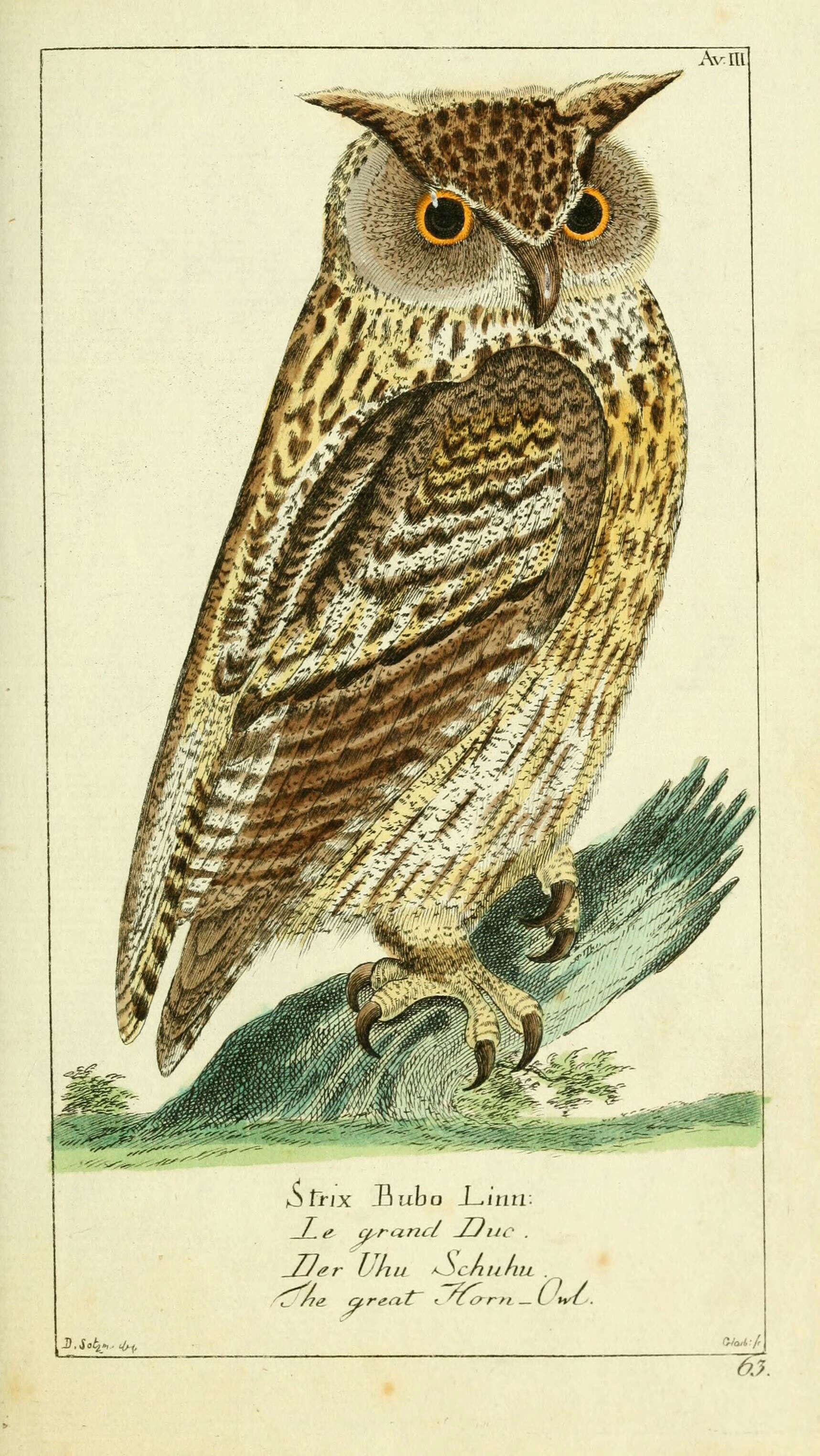 Image of Eurasian Eagle Owl