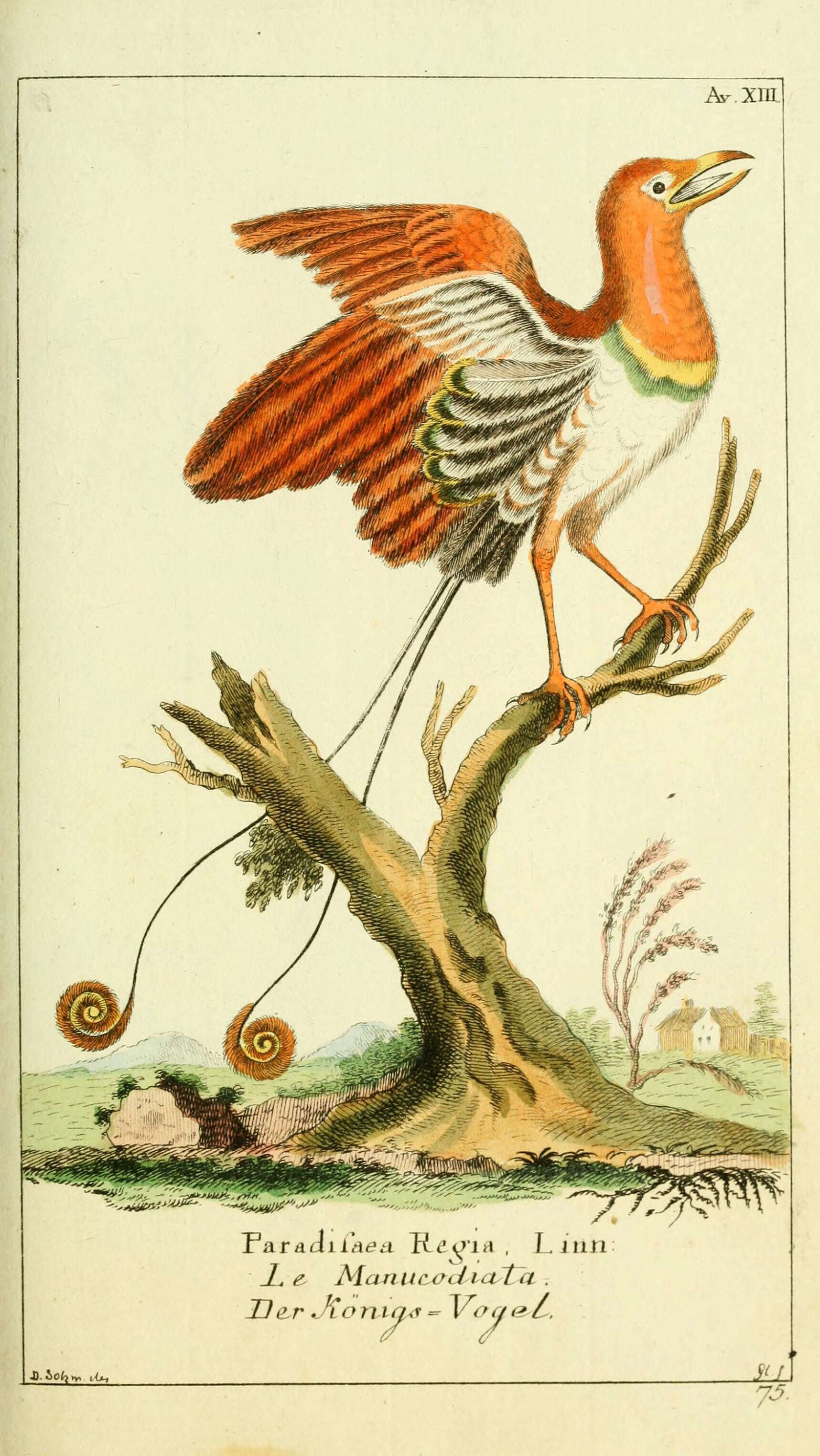 Image of Cicinnurus Vieillot 1816