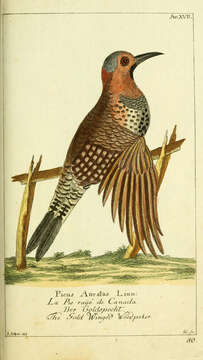 Image of Northern Flicker