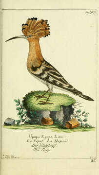 Image of Upupa Linnaeus 1758