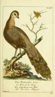 Image of Grey Peacock Pheasant