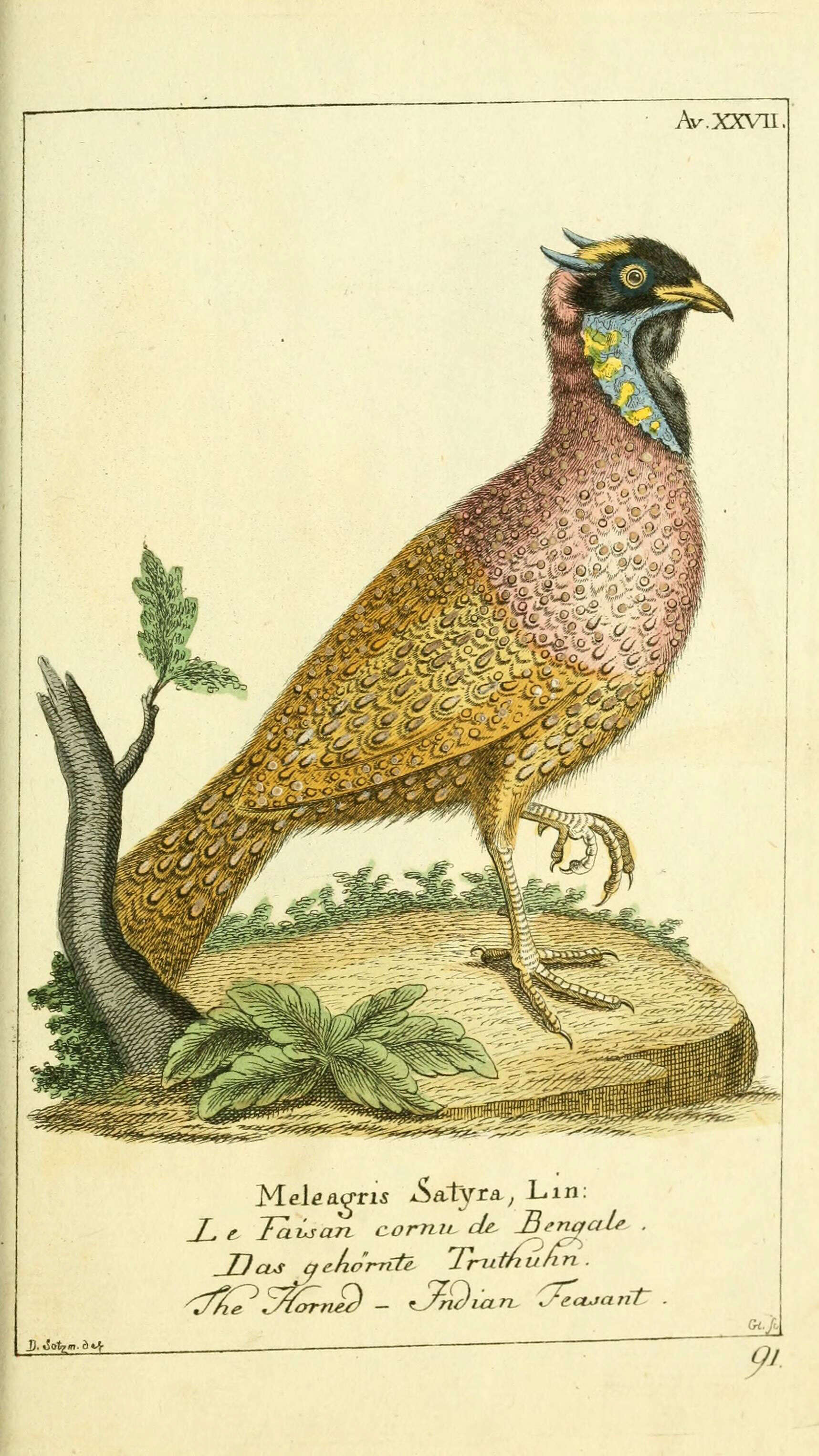 Image of Crimson Horned-pheasant