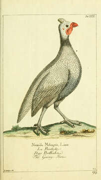 Image of Numida Linnaeus 1764