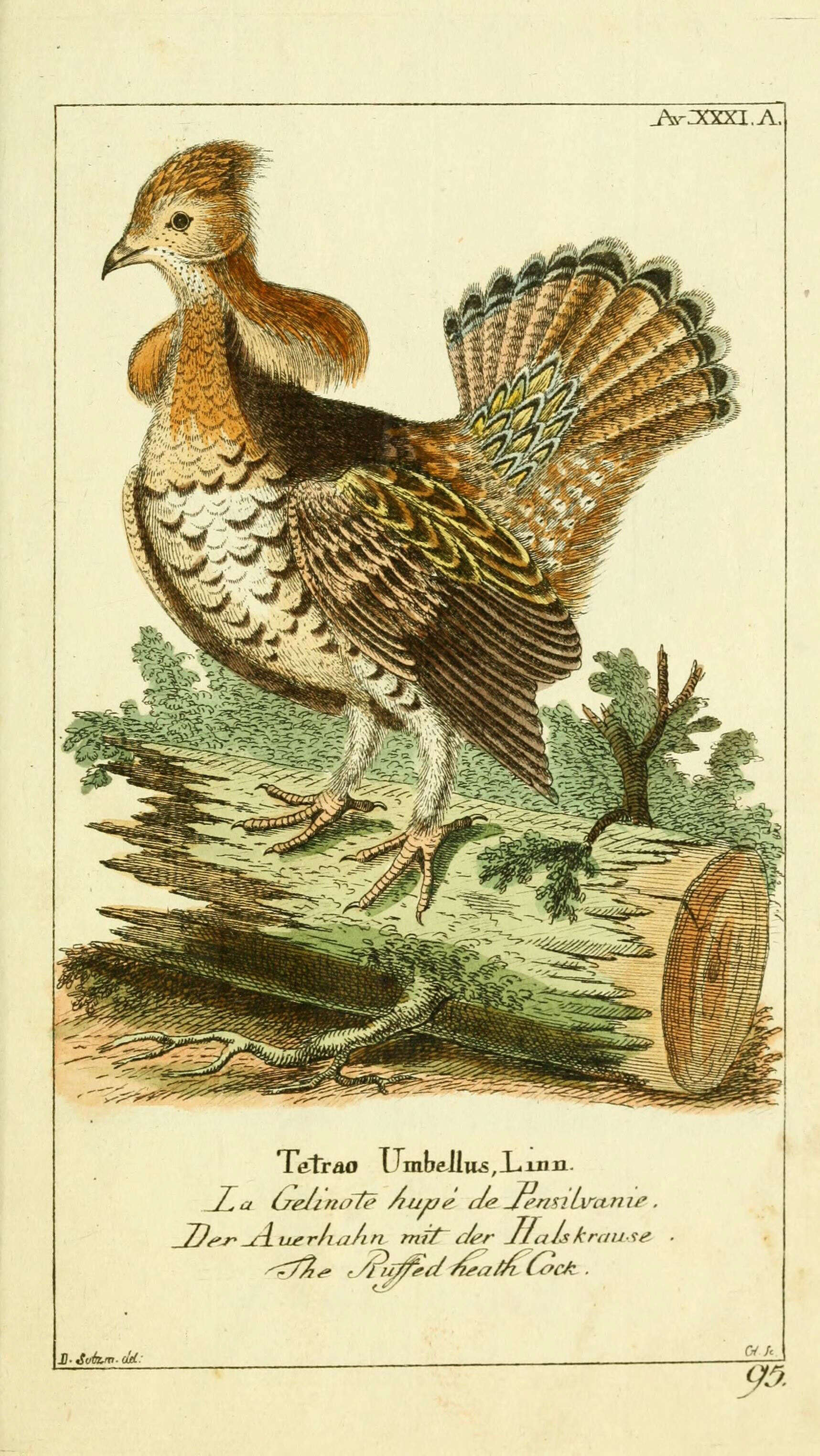 Image of Bonasa Stephens 1819