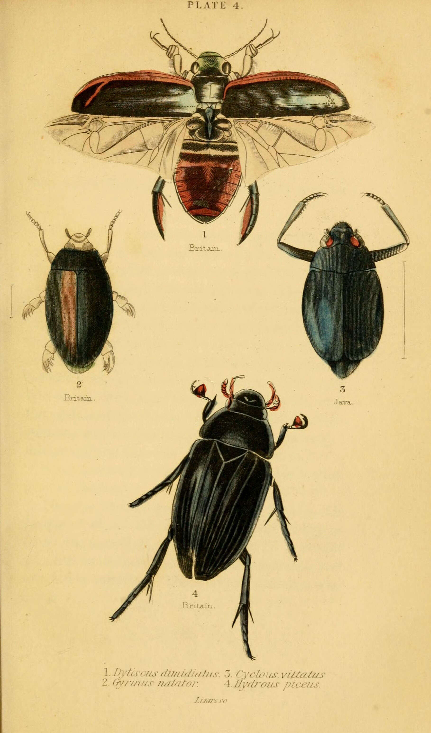 Image of Dytiscus dimidiatus Bergsträsser 1778
