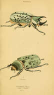 Image of Eastern Hercules Beetle
