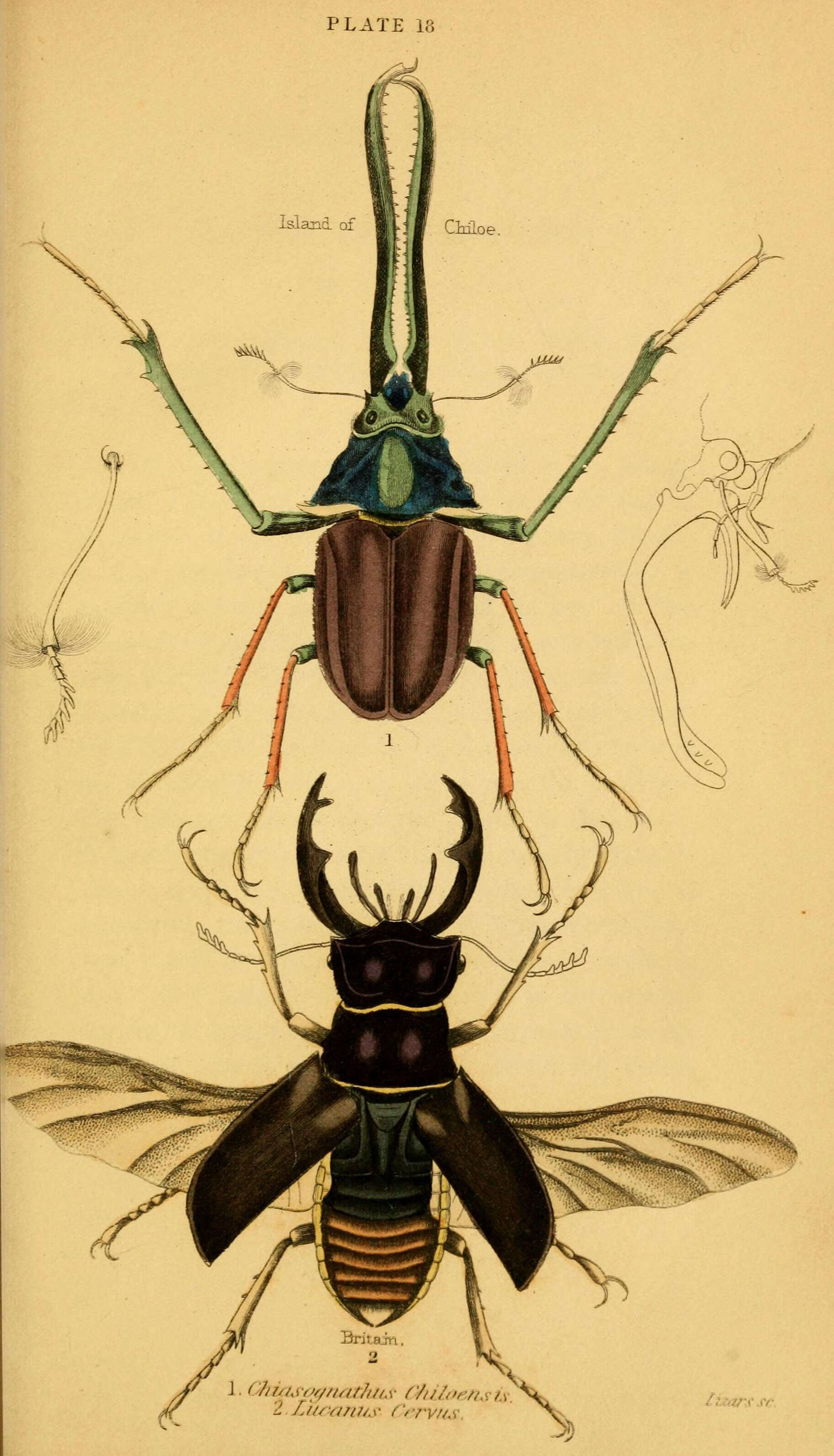 Image of Chiasognathus grantii Stephens 1831
