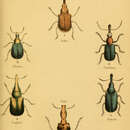 Image of Apoderus longicollis Olivier 1807