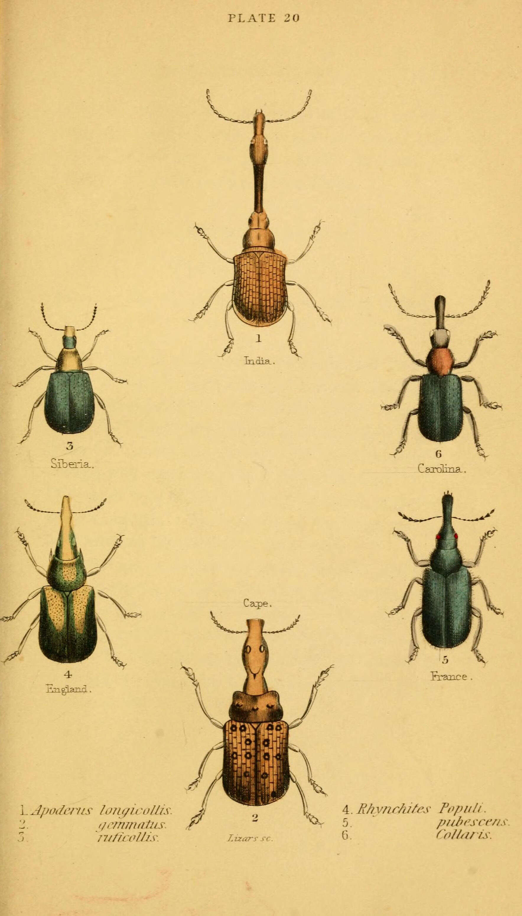 Sivun Apoderus longicollis Olivier 1807 kuva