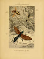Image de Vespa mandarinia Smith 1852