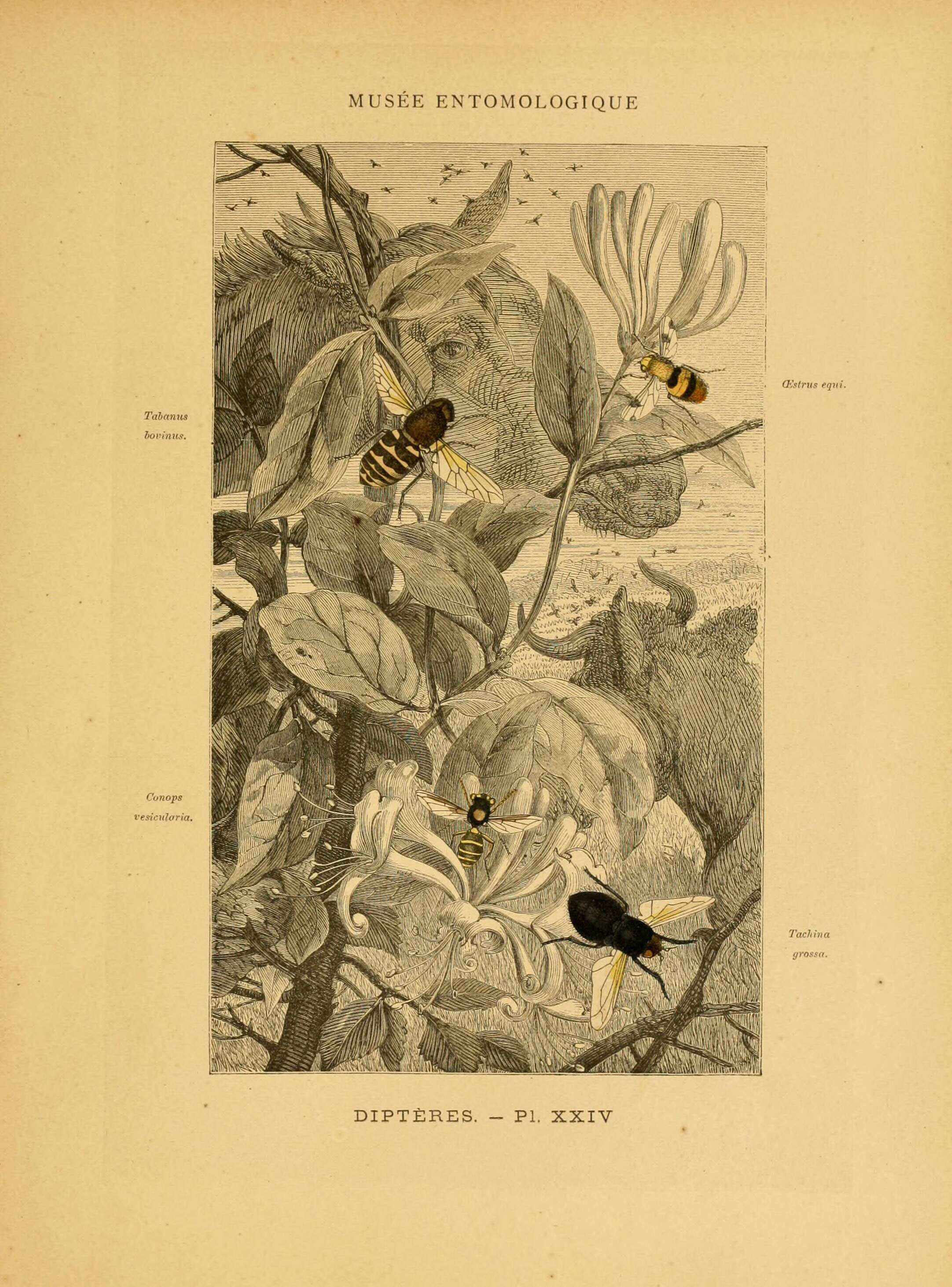 Image de Tachina grossa (Linnaeus 1758)