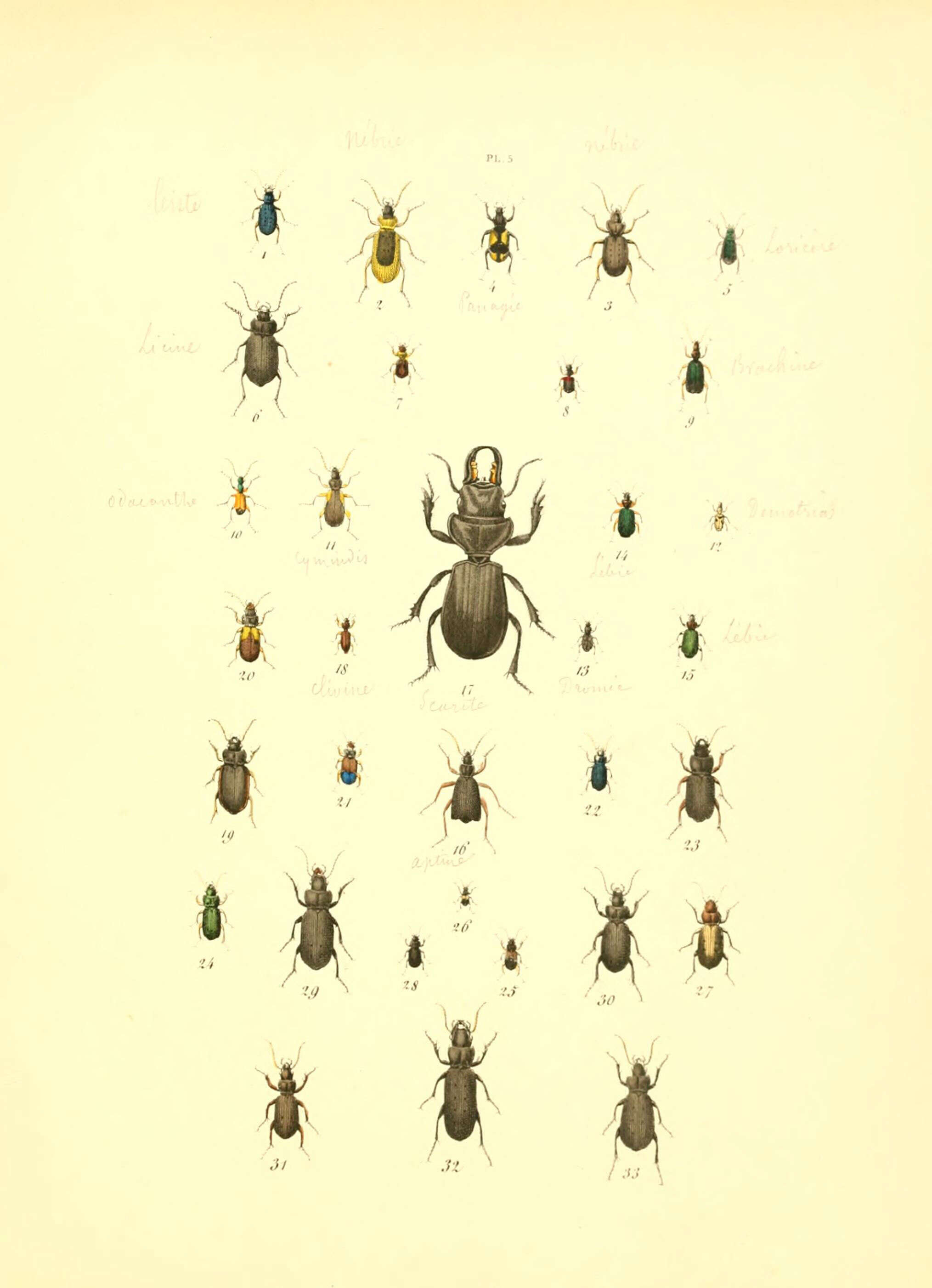Image of Leistus (Pogonophorus) spinibarbis (Fabricius 1775)