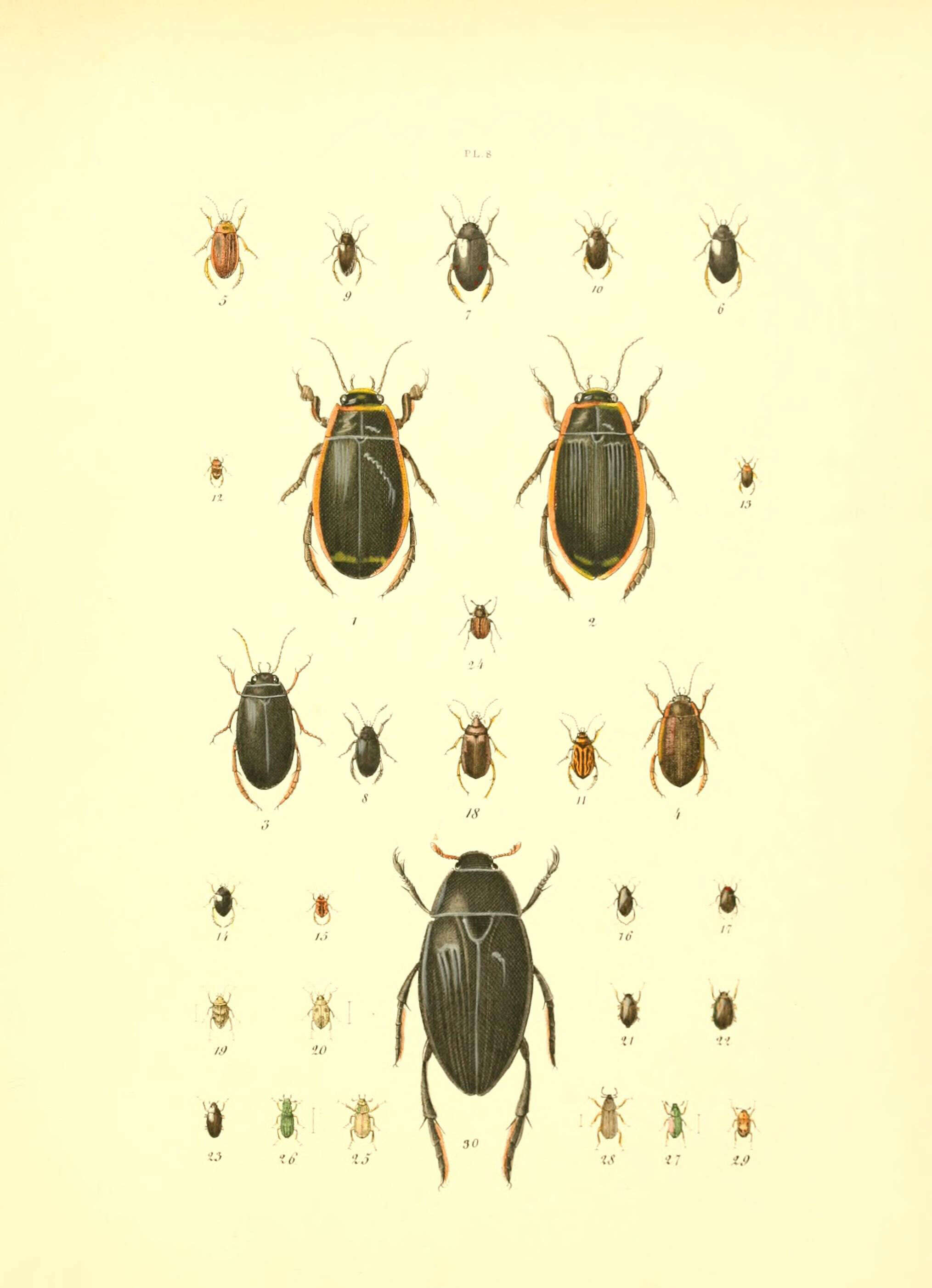 Image of Dytiscus dimidiatus Bergsträsser 1778