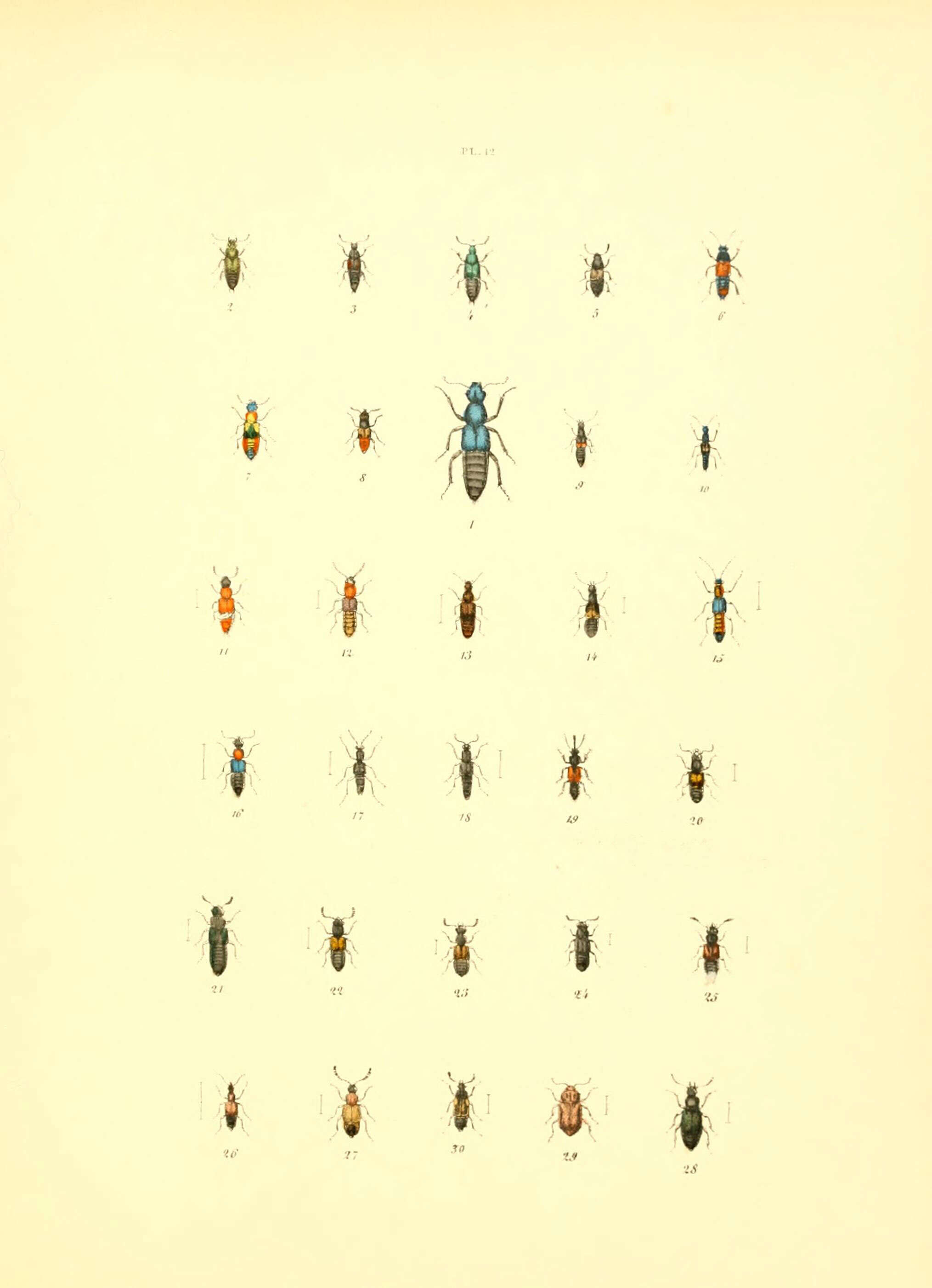 Ocypus (Ocypus) ophthalmicus ophthalmicus (Scopoli 1763) resmi