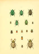 Image of Protaetia (Cetonischema) speciosissima (Scopoli 1786)
