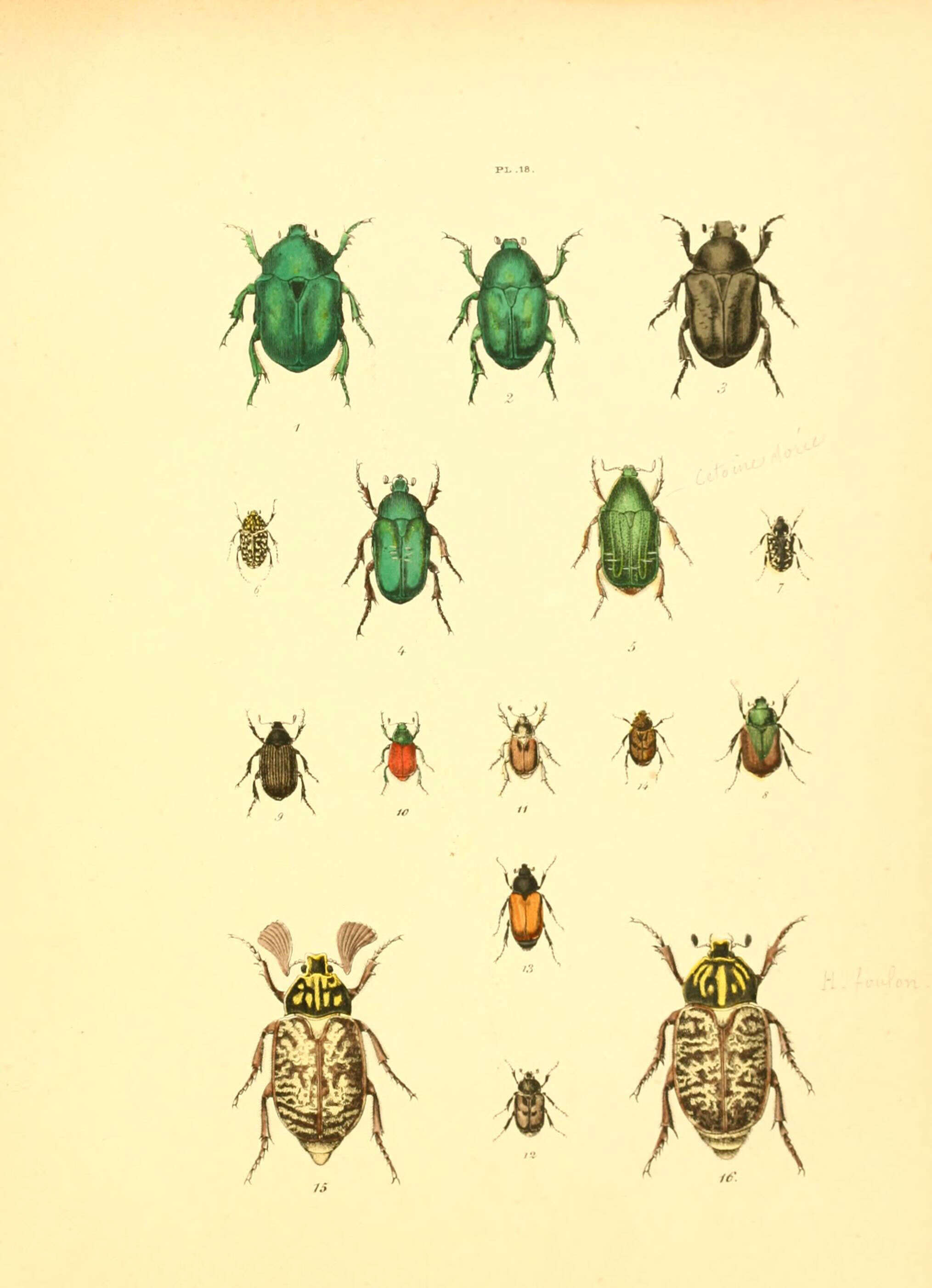 Image de Protaetia (Cetonischema) speciosissima (Scopoli 1786)