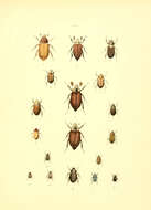 Image of Anoxia villosa (Fabricius 1781)