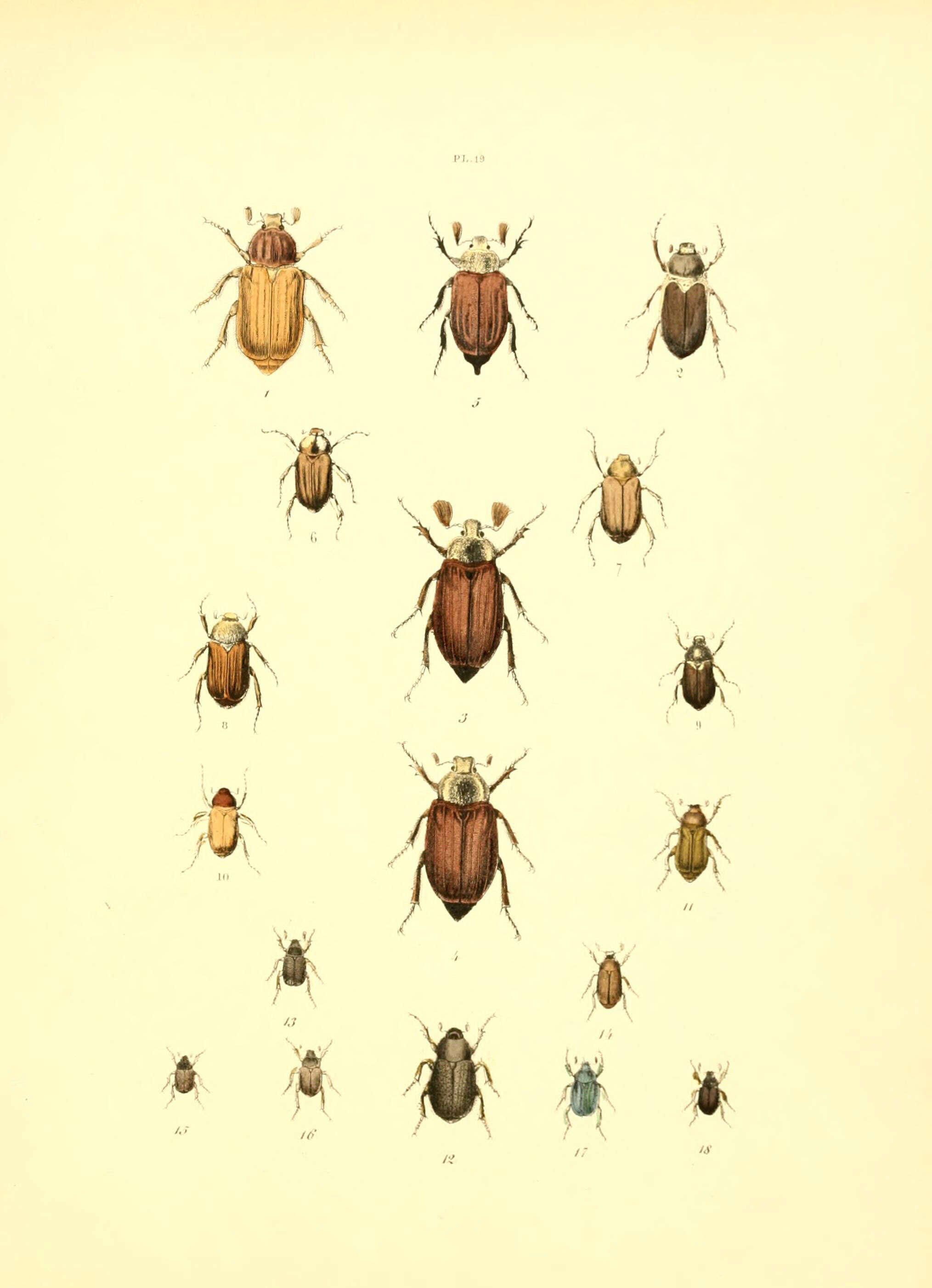 Image de Anoxia villosa (Fabricius 1781)