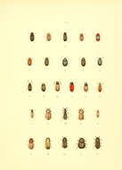 Image of furniture beetle