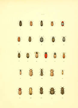 Image of furniture beetle