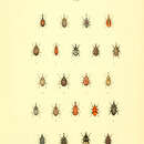 Image of Erirhinus vorax Schoenherr 1825