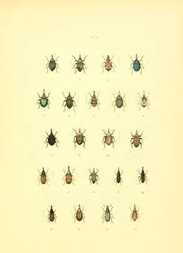Image of Mononychus pseudacori Schoenherr 1825