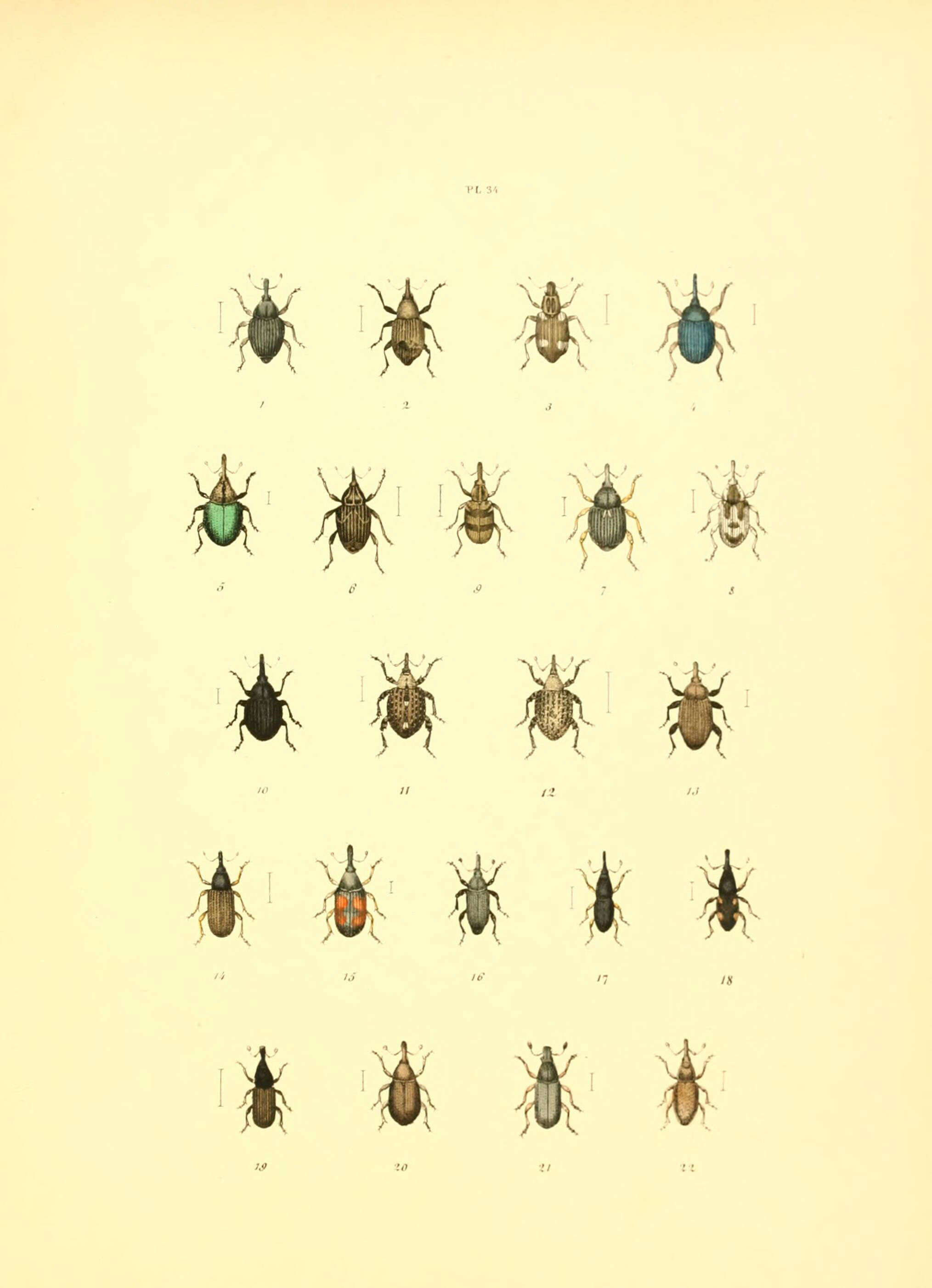 Image of Mononychus pseudacori Schoenherr 1825