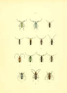 Image of Saperda (Lopezcolonia) scalaris (Linné 1758)