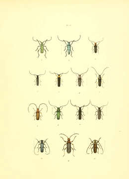 Image of Saperda (Lopezcolonia) scalaris (Linné 1758)