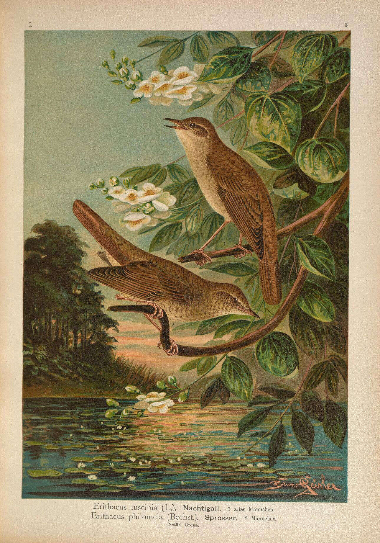 Image of nightingale, common nightingale