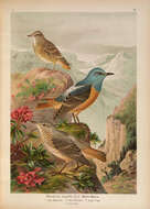 Image of Common Rock Thrush