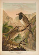 Image of Black-throated Thrush