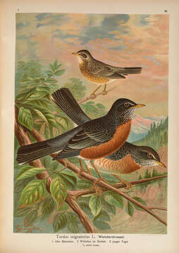 Image of American Robin