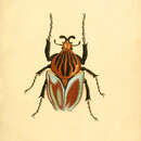 Image of Goliathus cacicus (Olivier 1789)