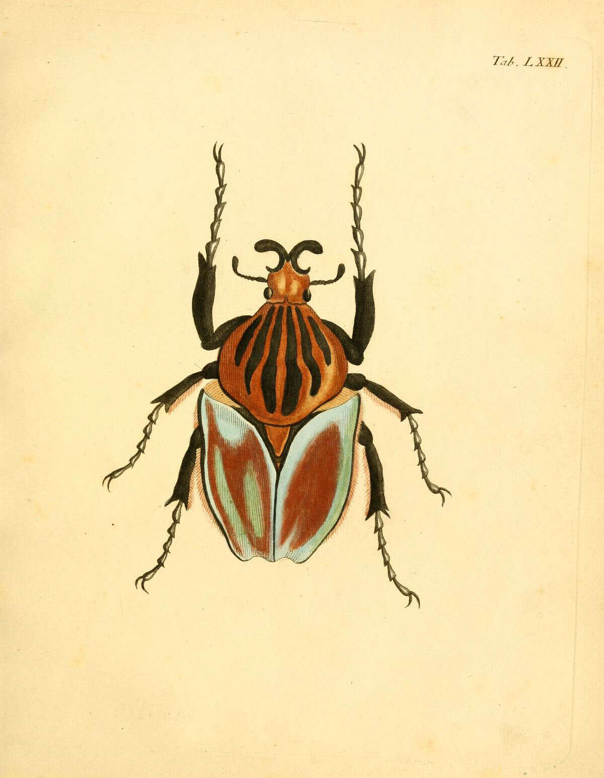 Image of Goliathus cacicus (Olivier 1789)