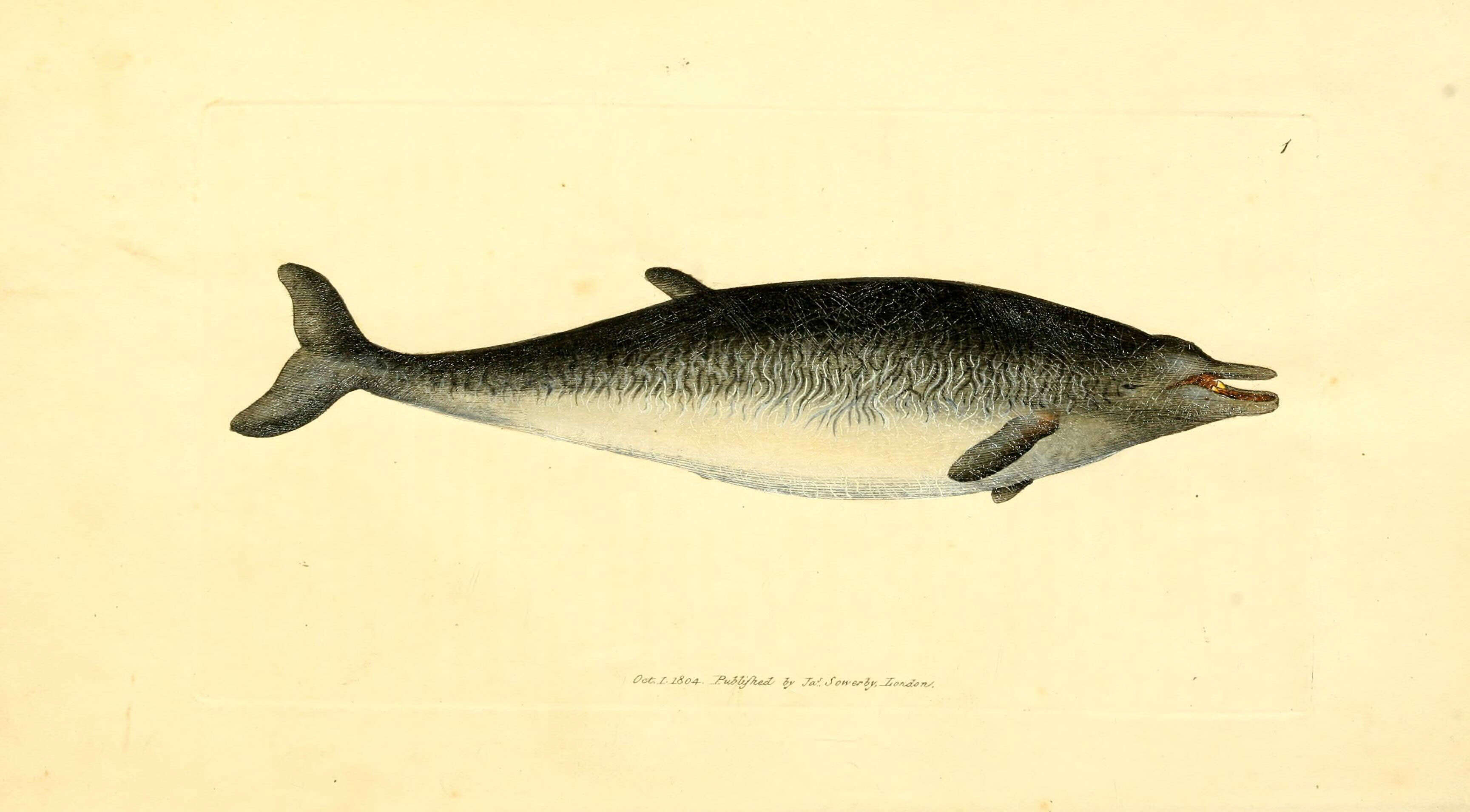 Image of sowerbys beaked whale, beaked whale