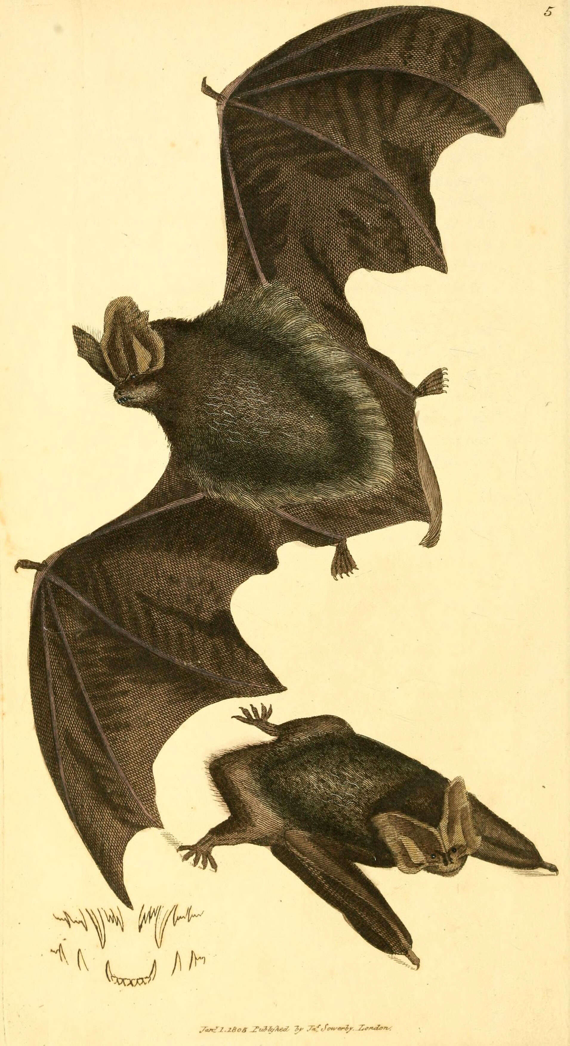 Image of Barbastella barbastellus barbastellus (Schreber 1774)