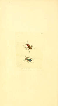 Image de Cicindela (Cicindela) hybrida Linnaeus 1758