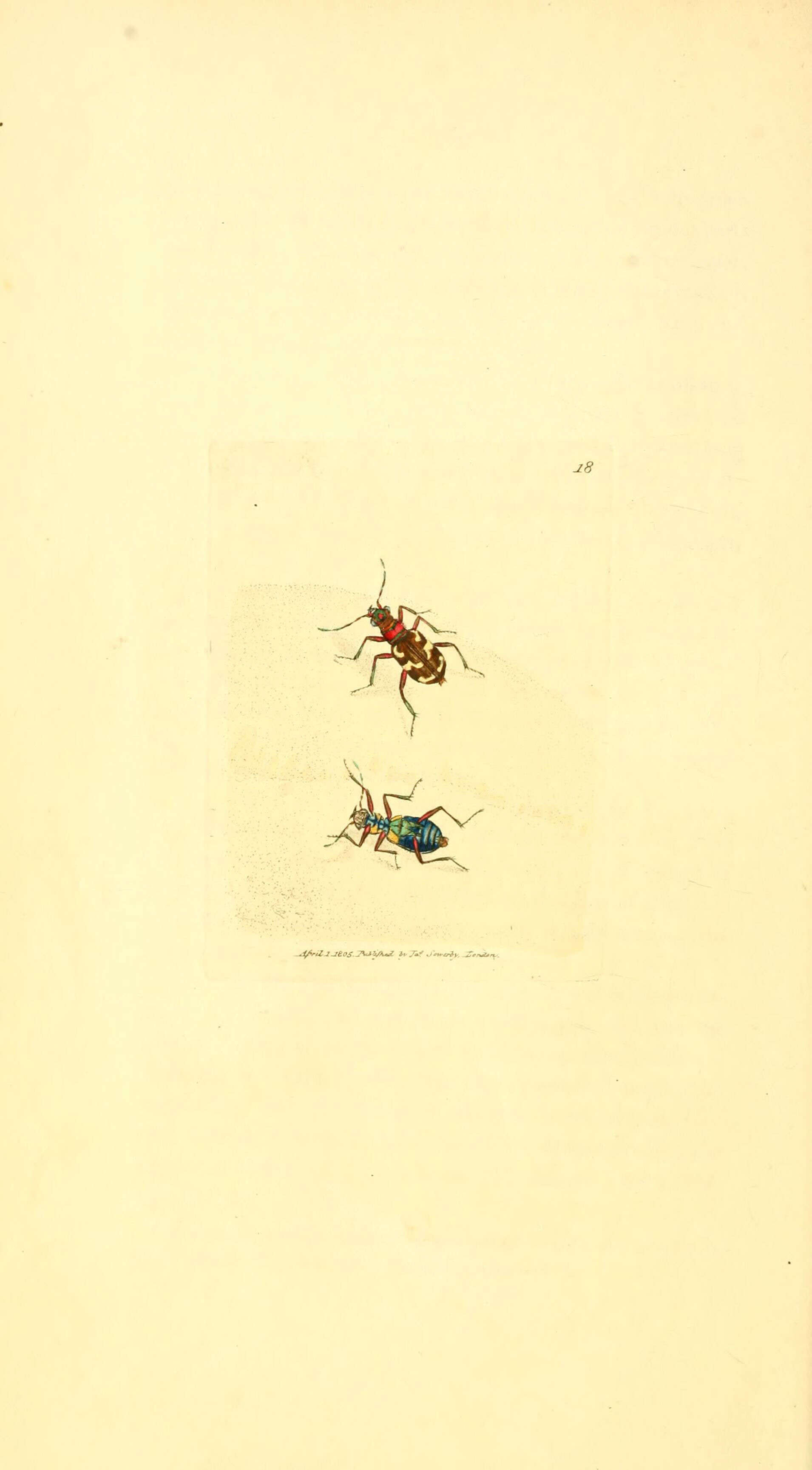 Image de Cicindela (Cicindela) hybrida Linnaeus 1758