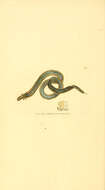 Image de Phyllodoce lamelligera (Gmelin ex Linnaeus 1788)